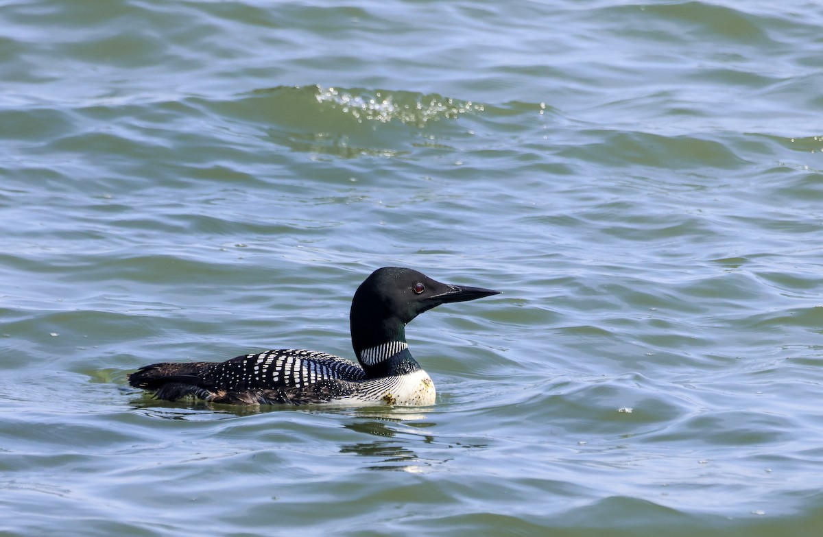 Common Loon - ML619725668