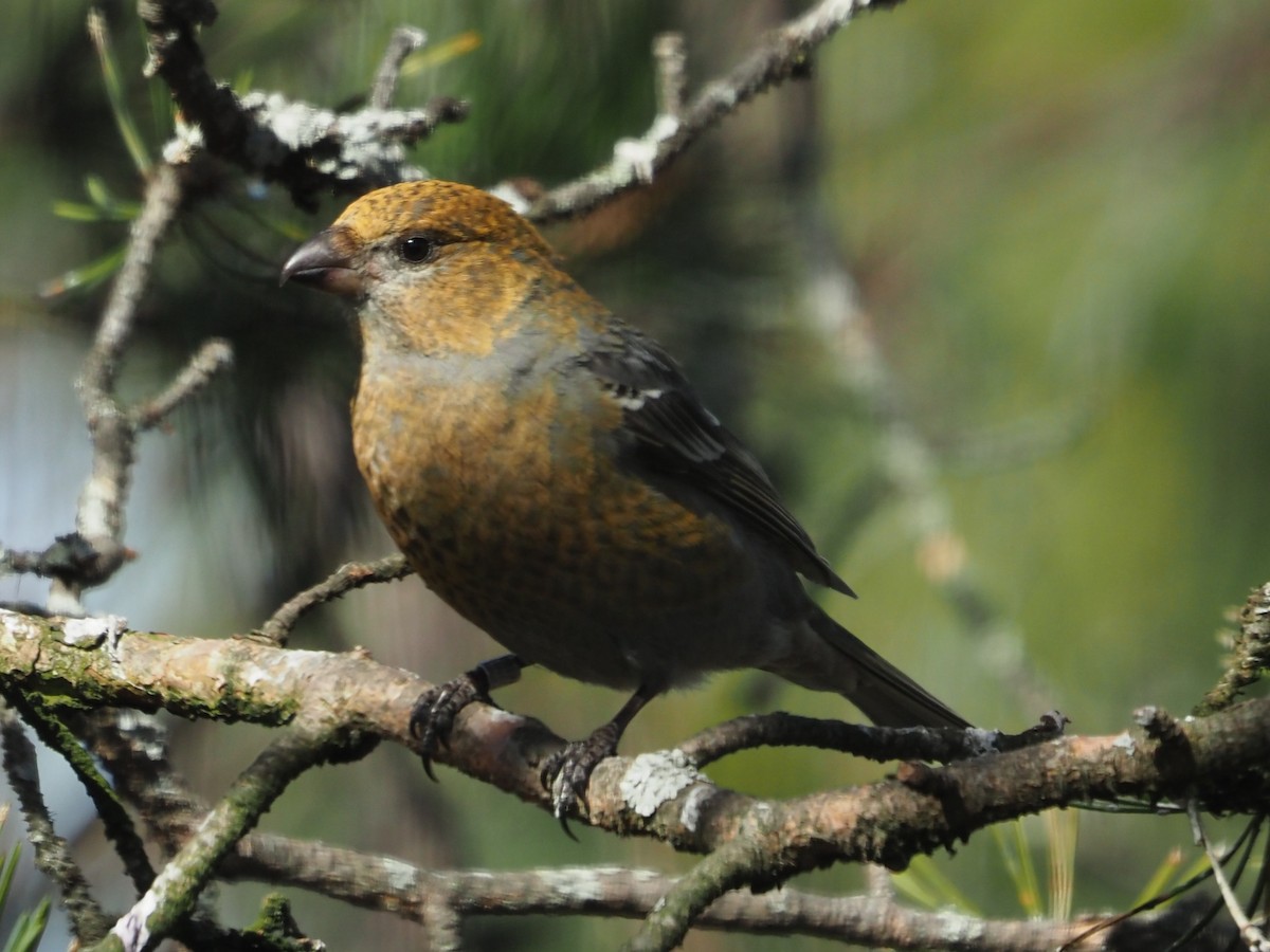 Pine Grosbeak (Eurasian) - ML619725671