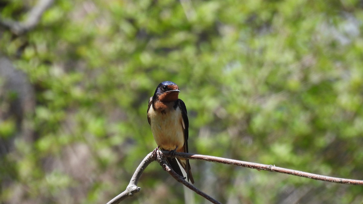 Barn Swallow - ML619725681