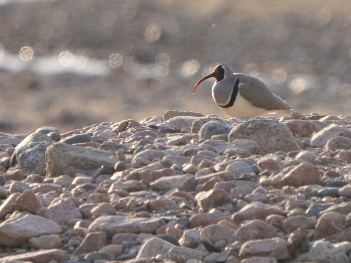 Bec-d'ibis tibétain - ML619725698