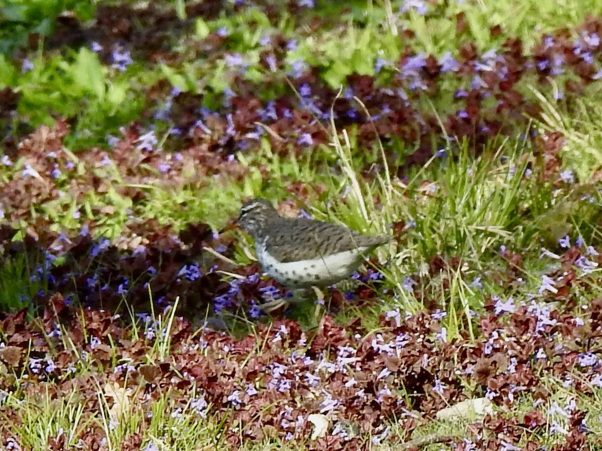 Spotted Sandpiper - ML619725703