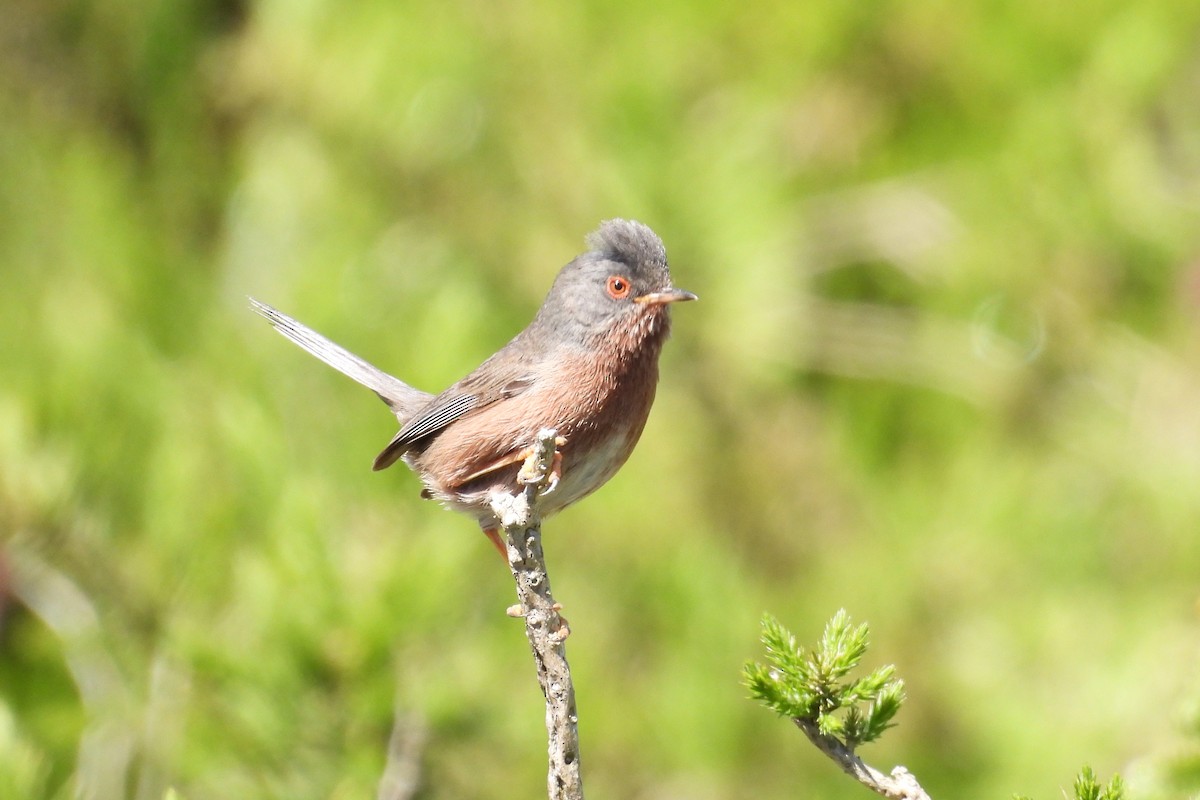 Dartford Warbler - ML619725708