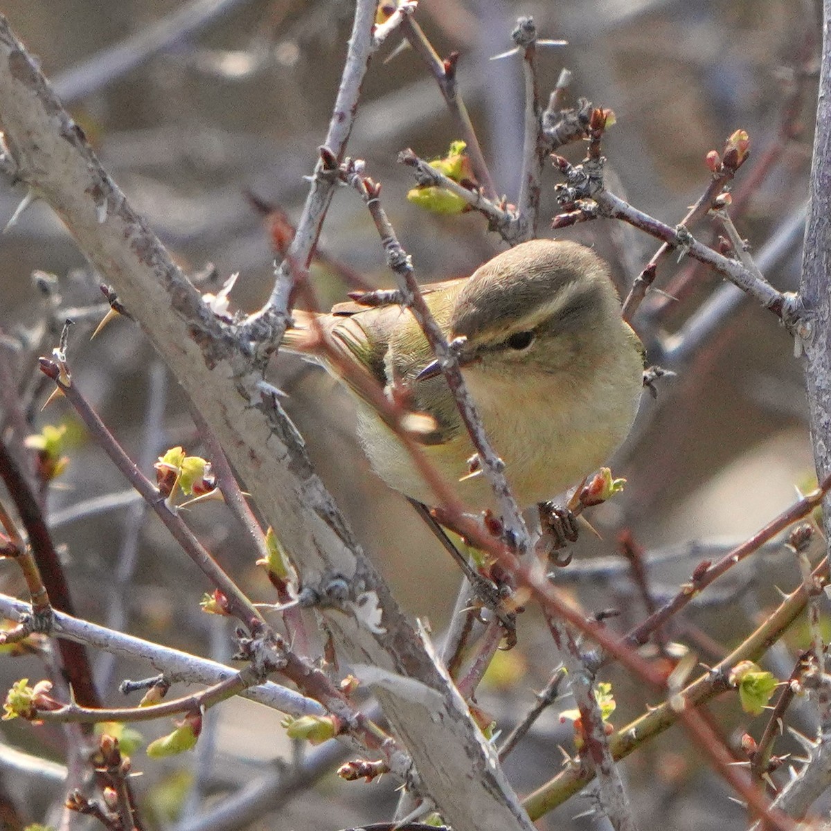 Hume's Warbler - ML619725709