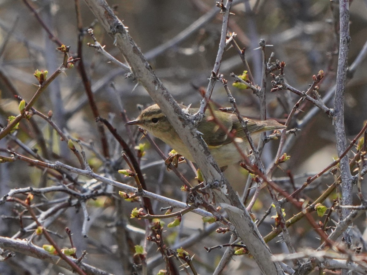 Hume's Warbler - ML619725710