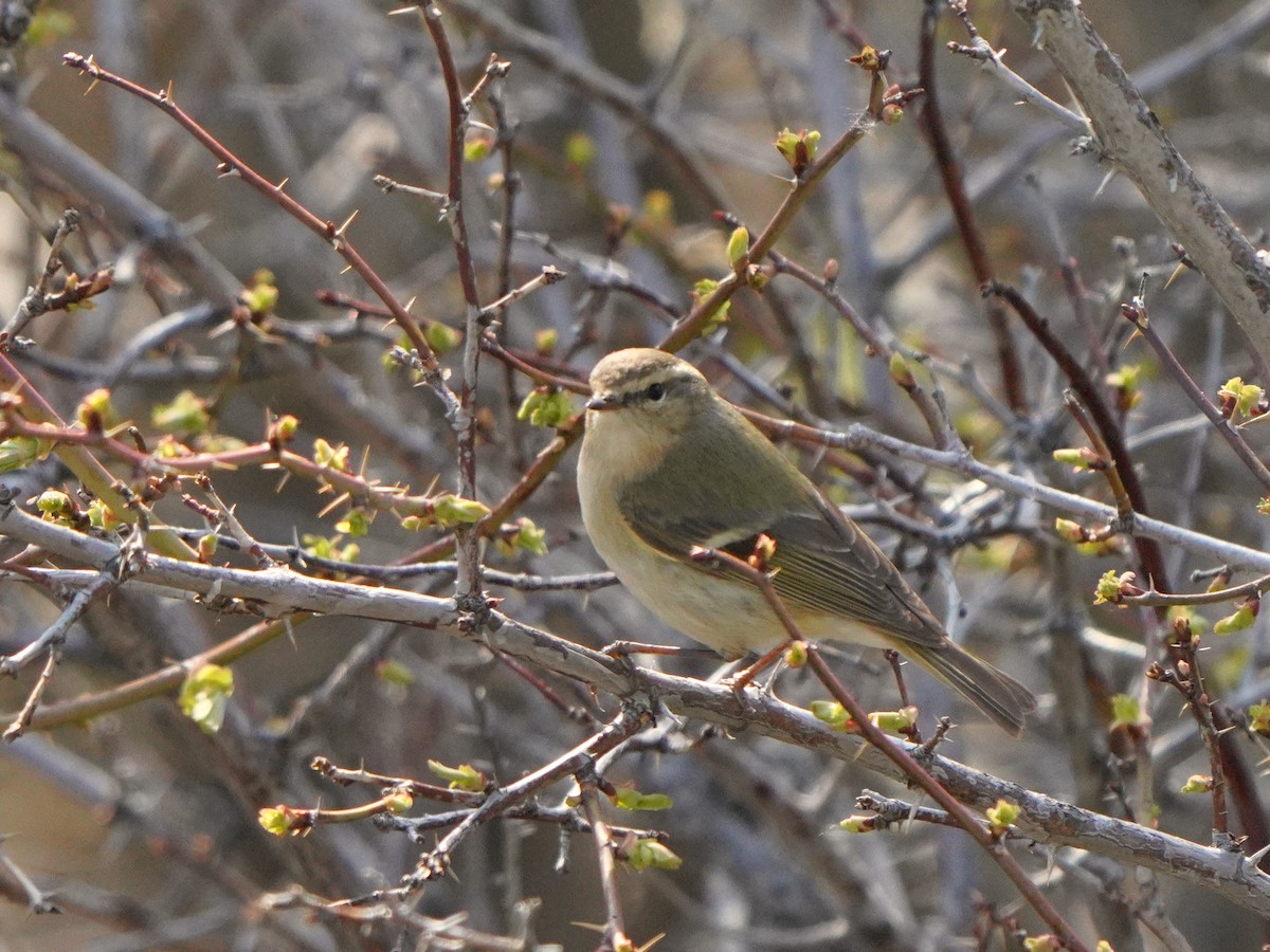 Hume's Warbler - ML619725711
