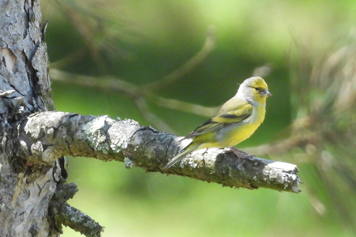 Citril Finch - ML619725714