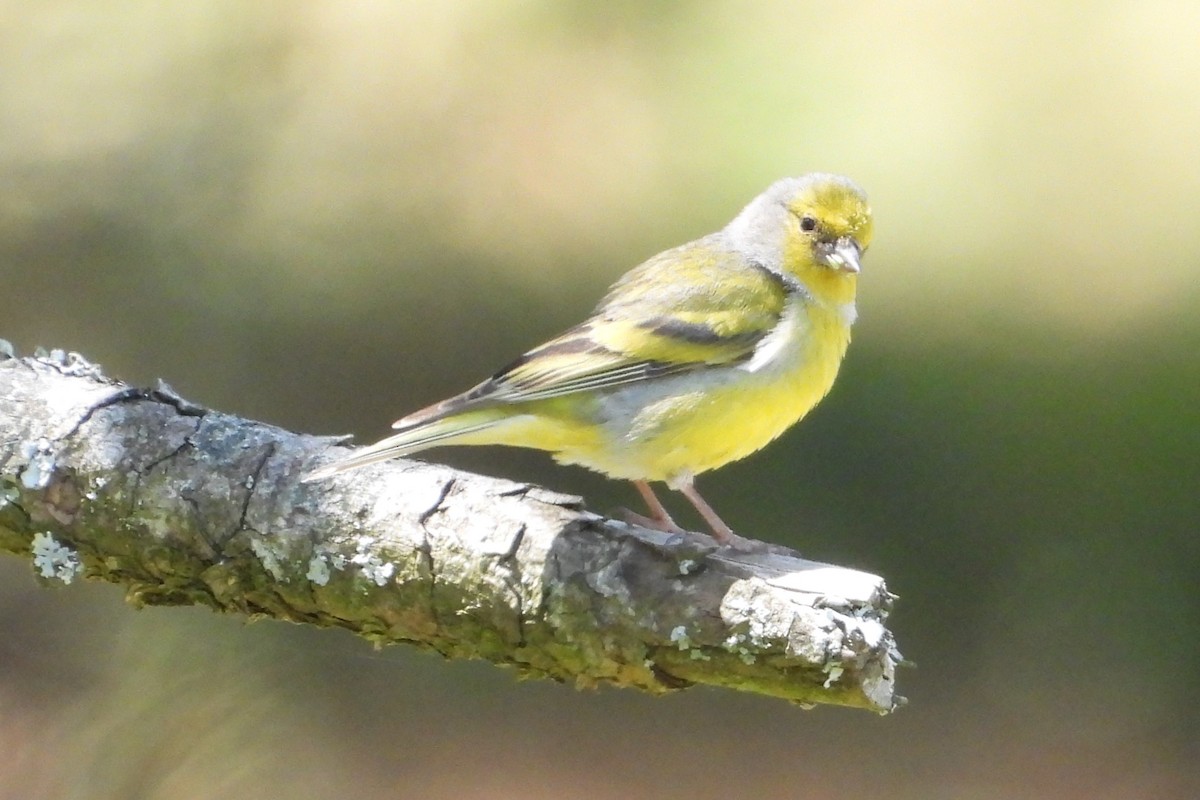 Citril Finch - ML619725715