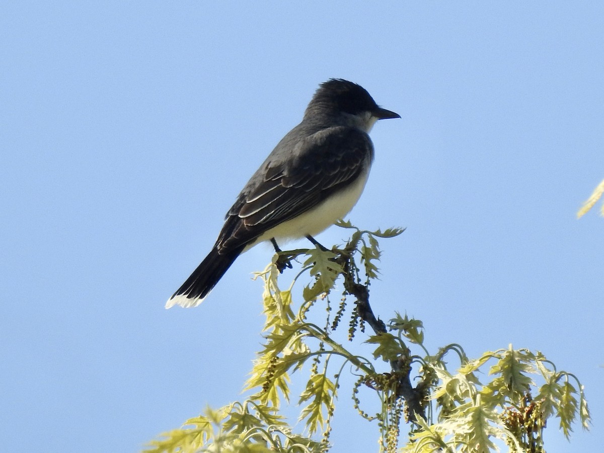 טירן מזרחי - ML619725717