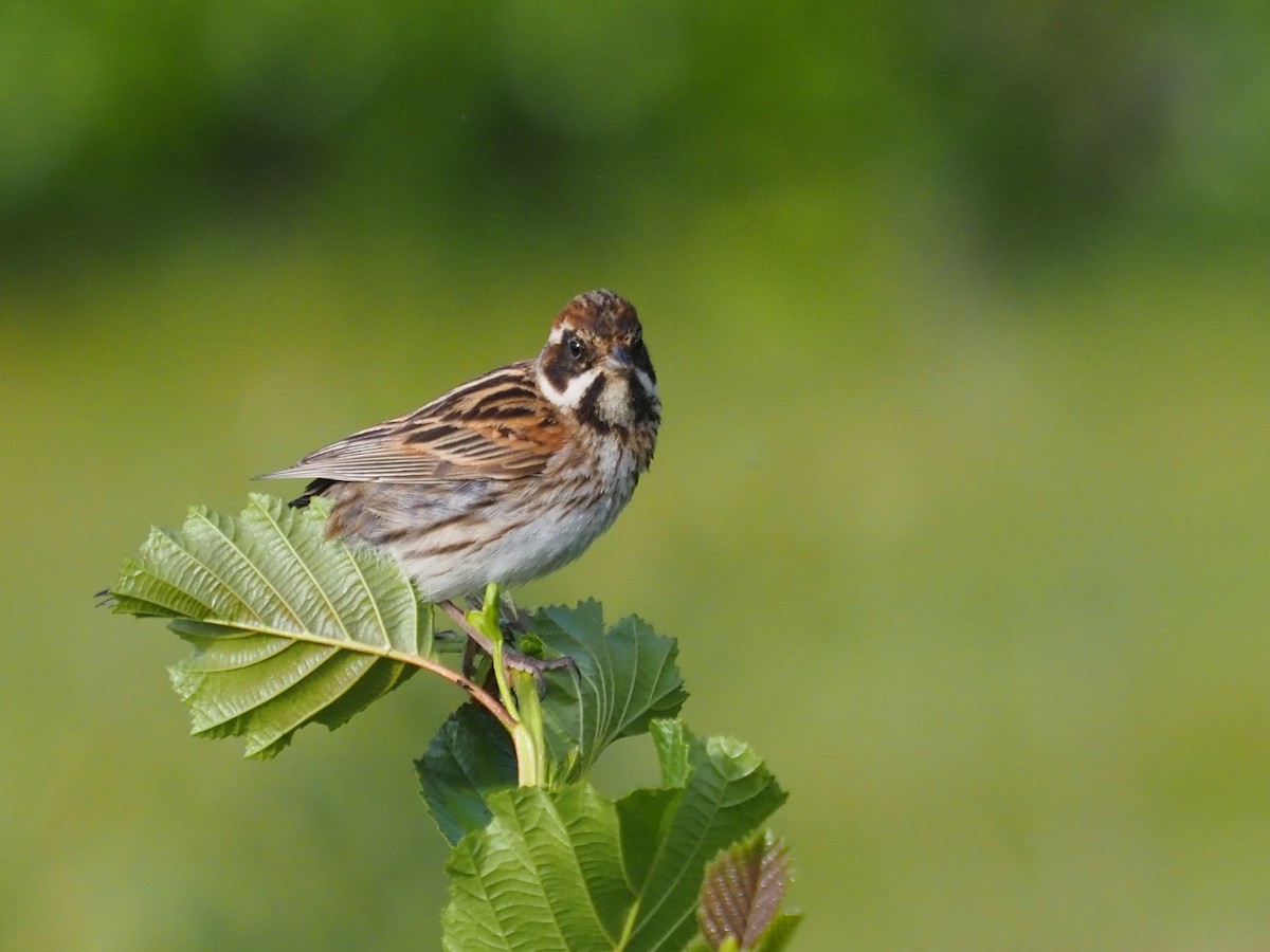 Reed Bunting - ML619725718