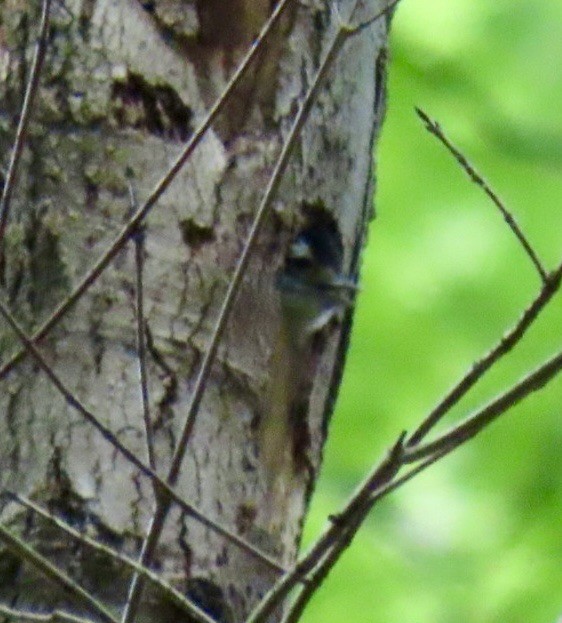 Downy Woodpecker - ML619725749