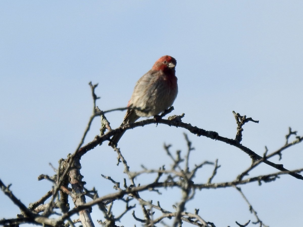 House Finch - ML619725751