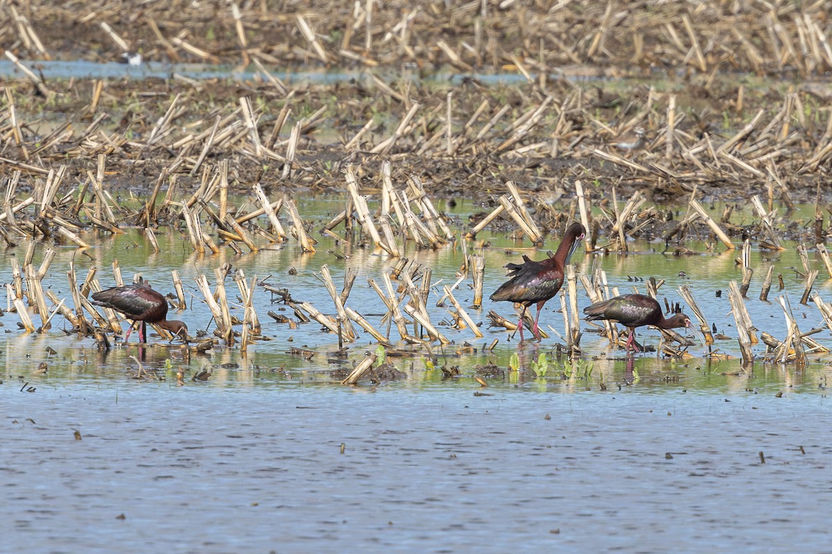 White-faced Ibis - Mariann Cyr