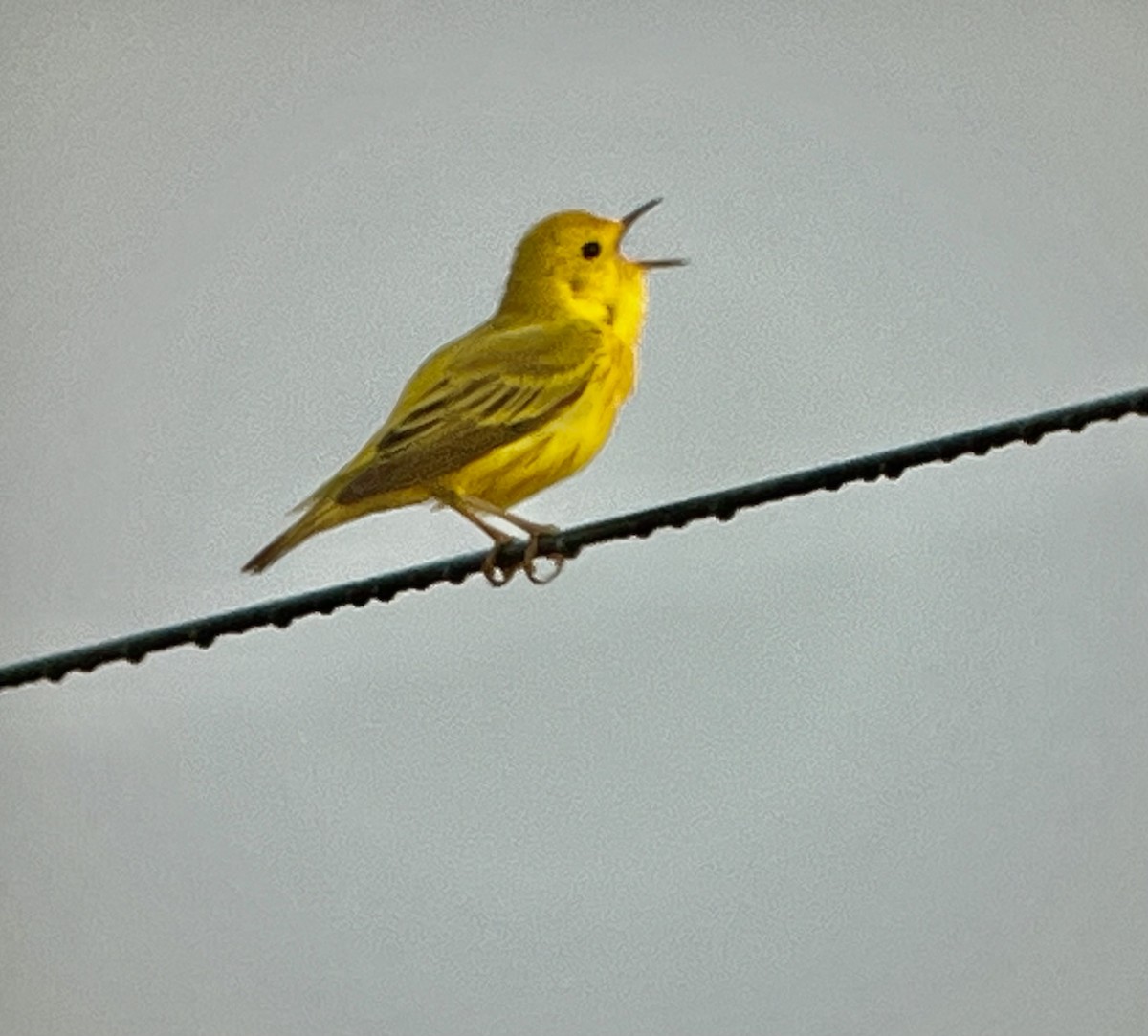 Paruline jaune - ML619725766