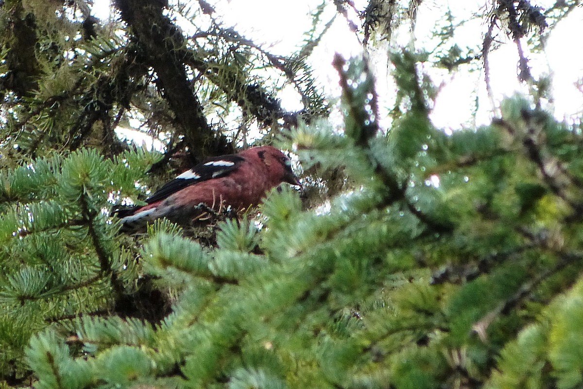 White-winged Crossbill - ML619725778