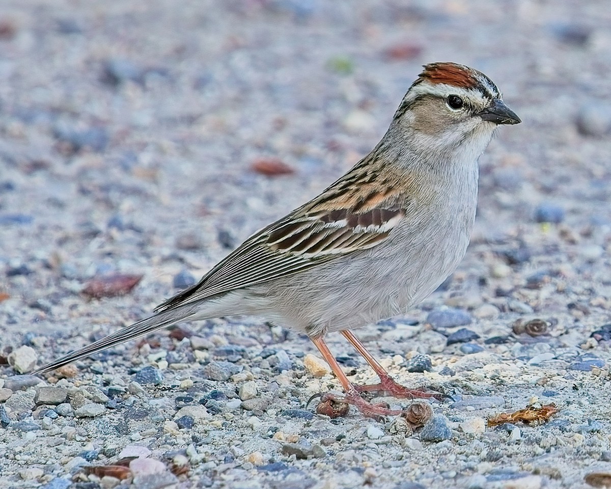 Chipping Sparrow - ML619725796