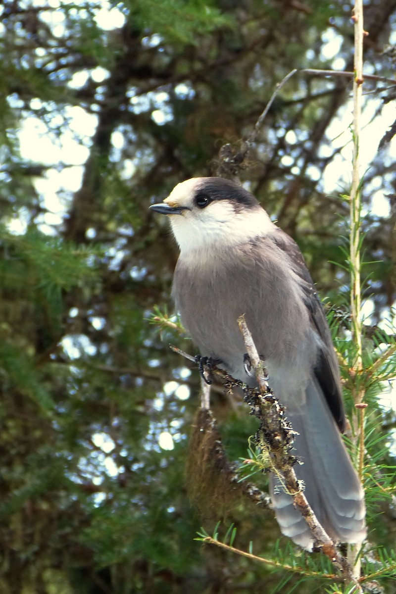 Canada Jay - ML619725797