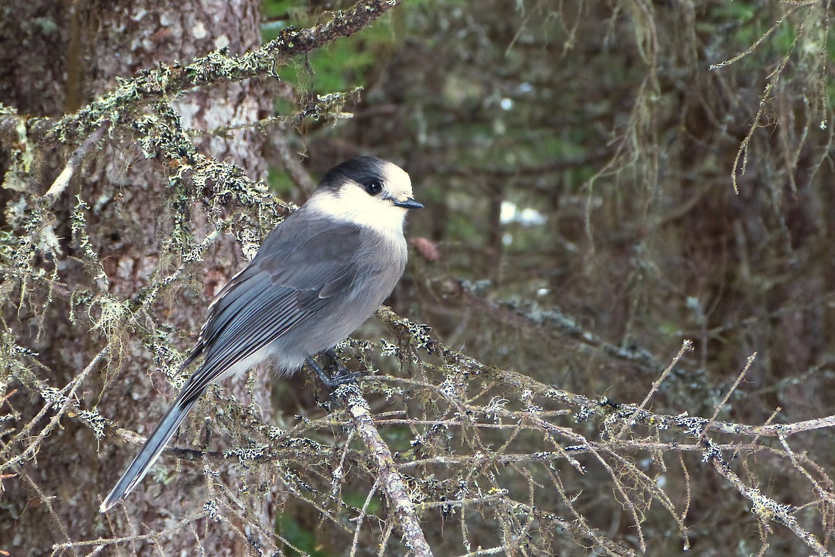 Canada Jay - ML619725798