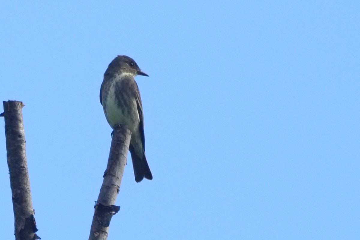 Olive-sided Flycatcher - ML619725817