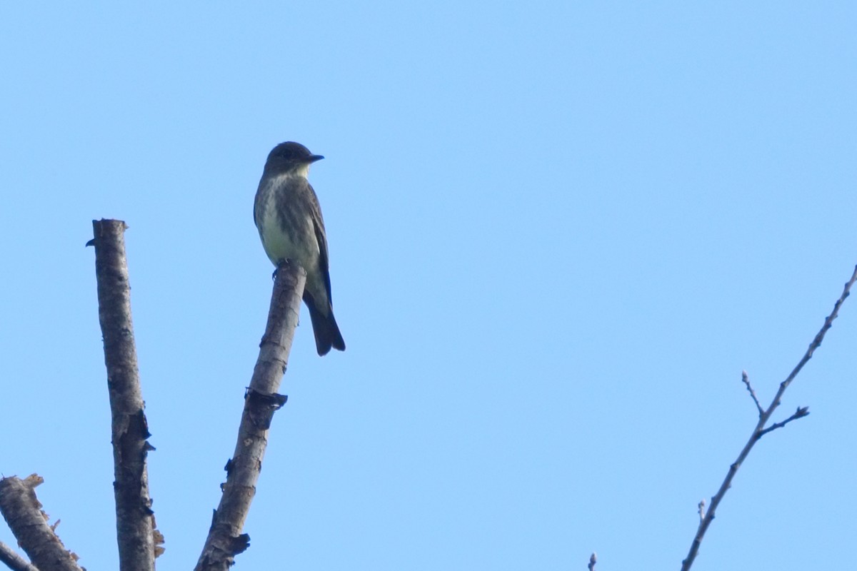 Olive-sided Flycatcher - ML619725818