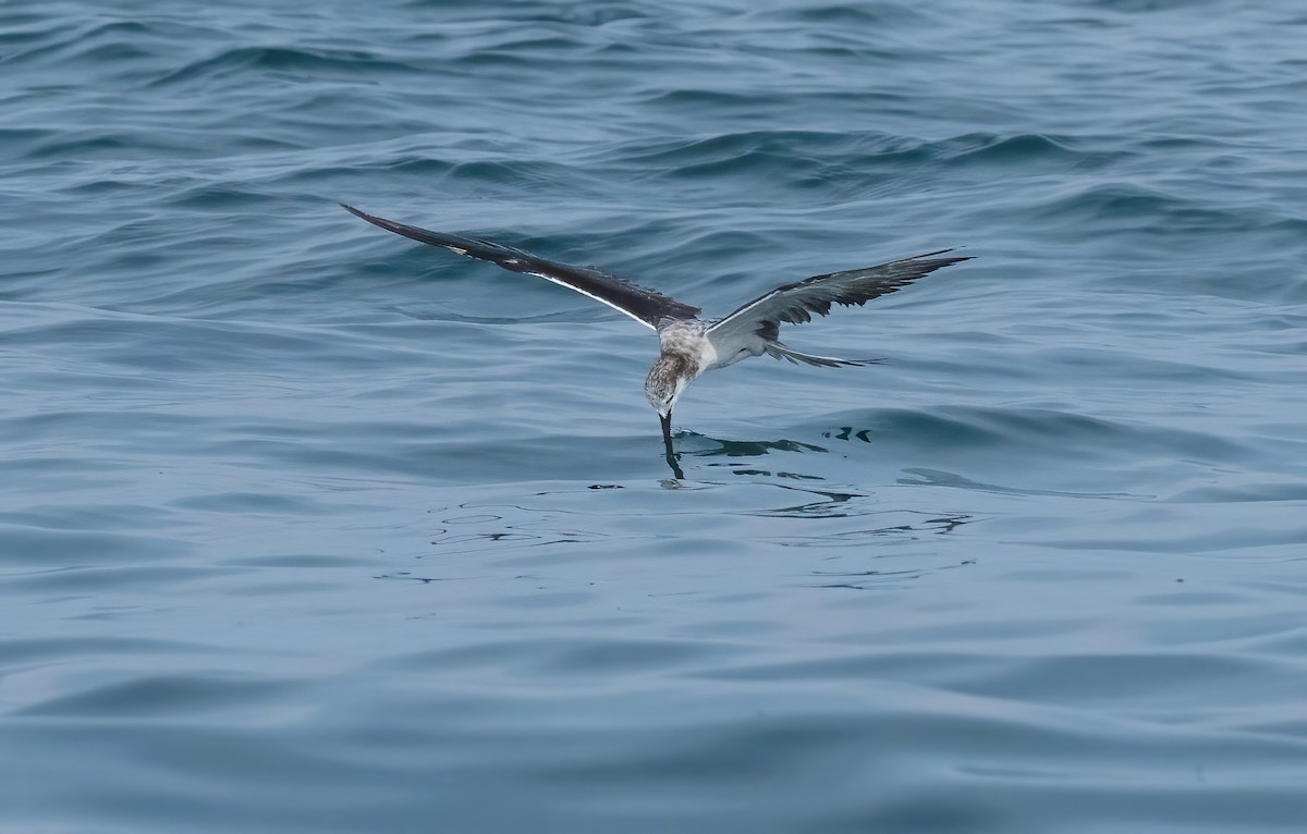 Bridled Tern - ML619725870