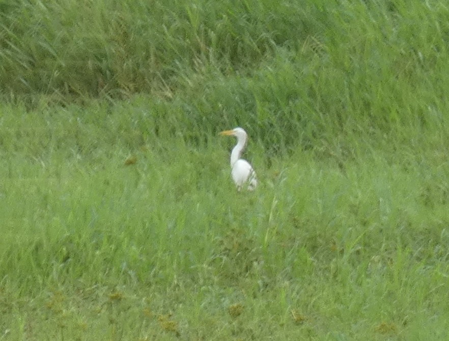 Yellow-billed Egret - Tony King