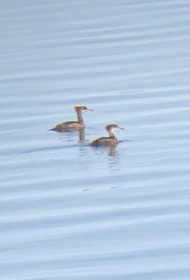 Hooded Merganser - ML619725892