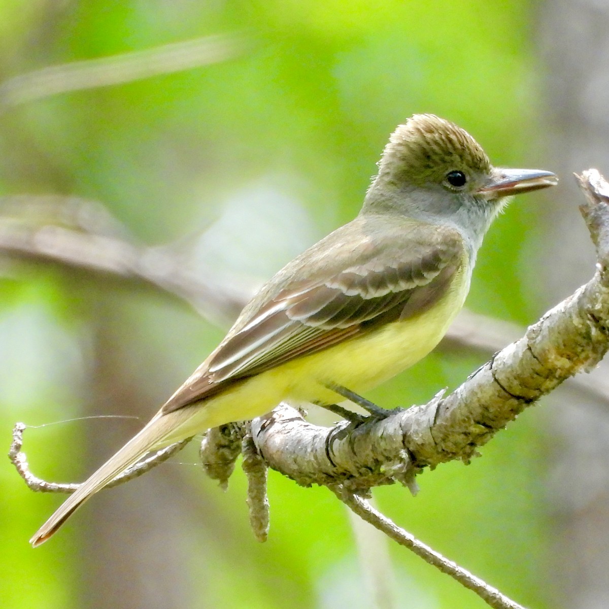 Great Crested Flycatcher - ML619725895