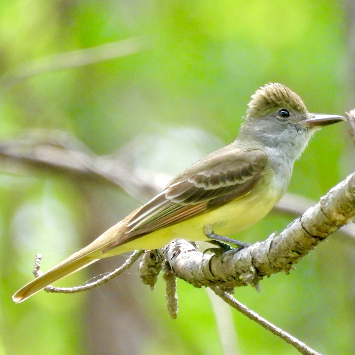 Great Crested Flycatcher - Will Arditti