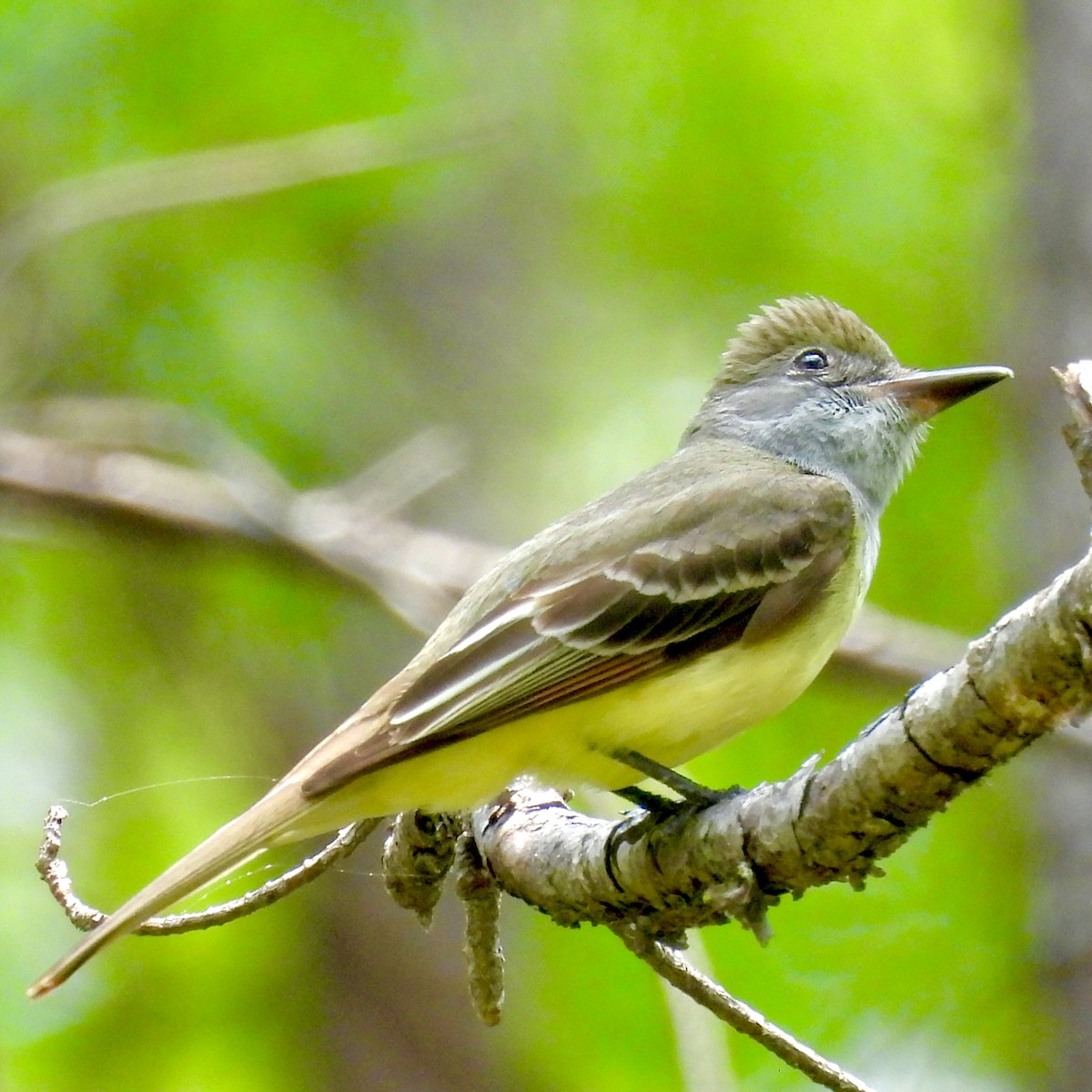 Great Crested Flycatcher - ML619725899