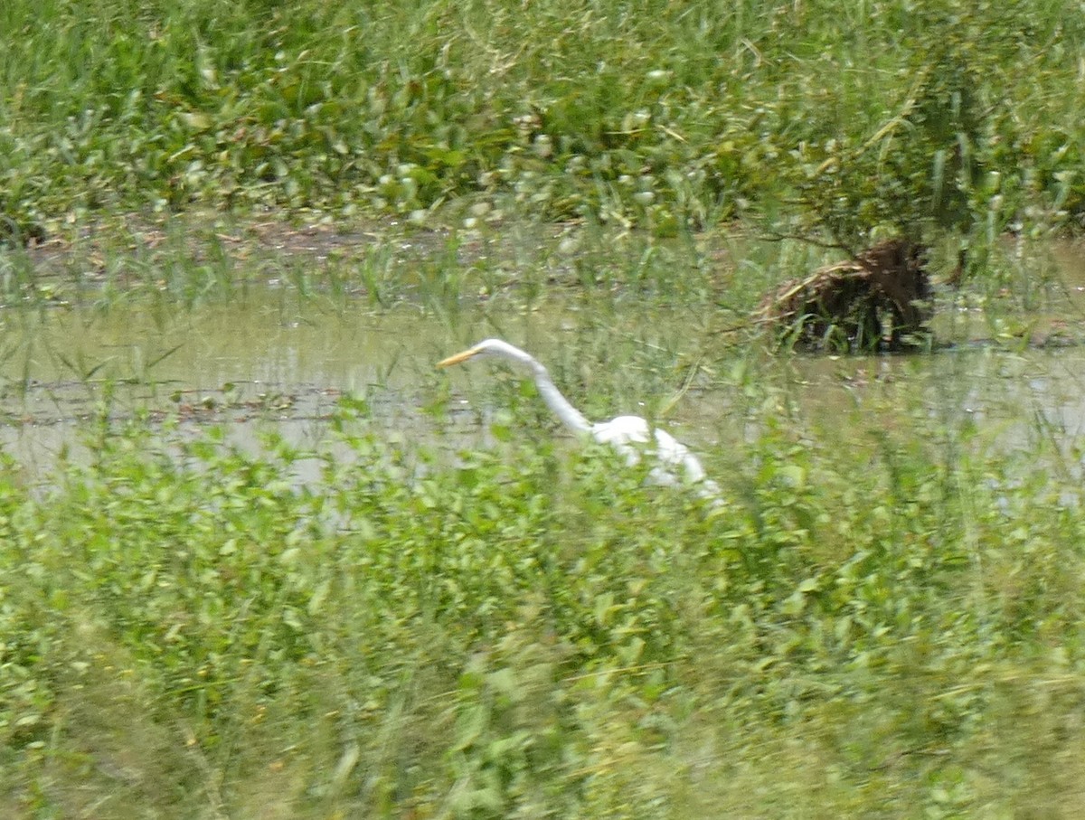 Great Egret (African) - ML619725906