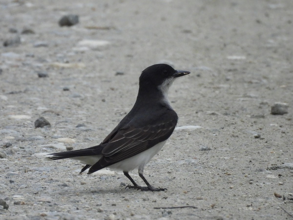 Eastern Kingbird - ML619725909