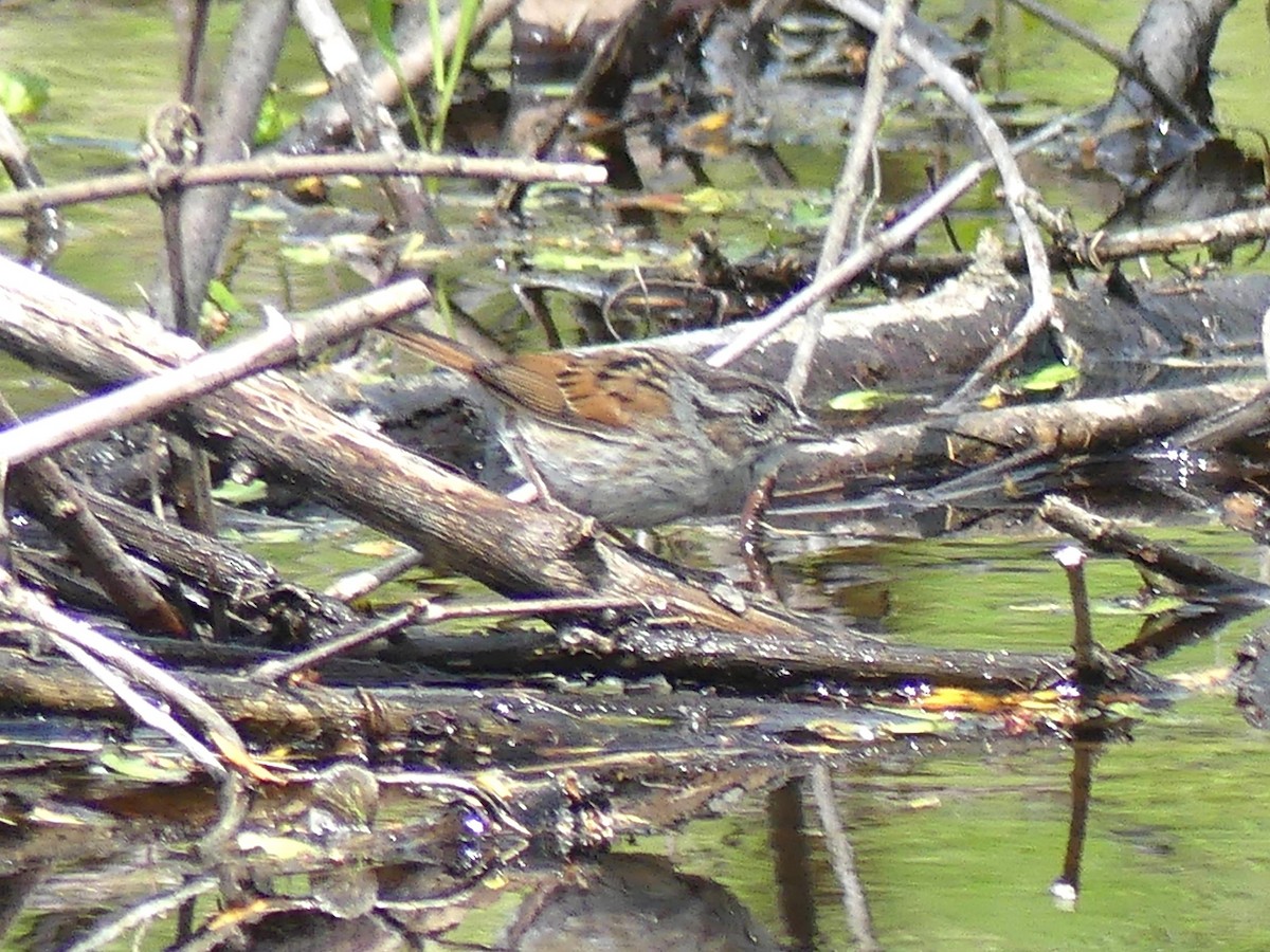 Swamp Sparrow - ML619725915