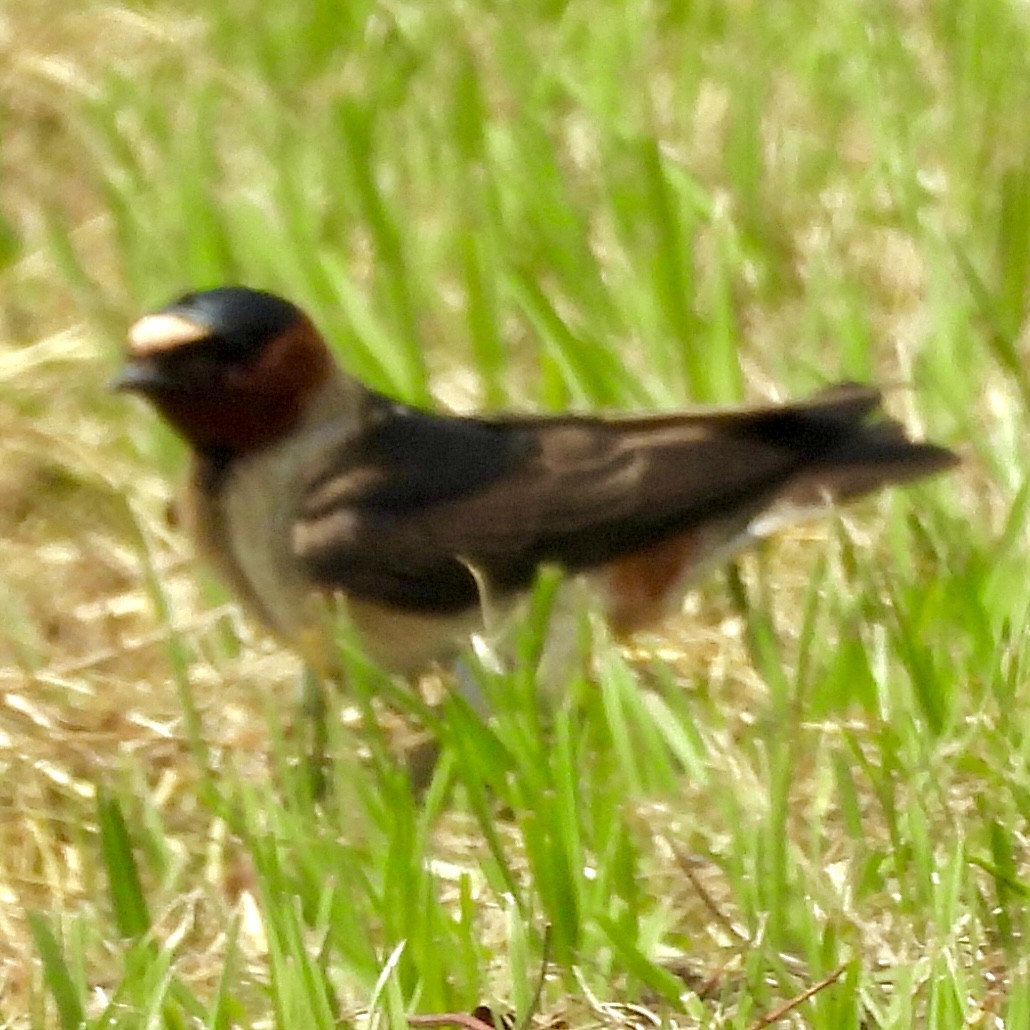 Cliff Swallow - ML619725924