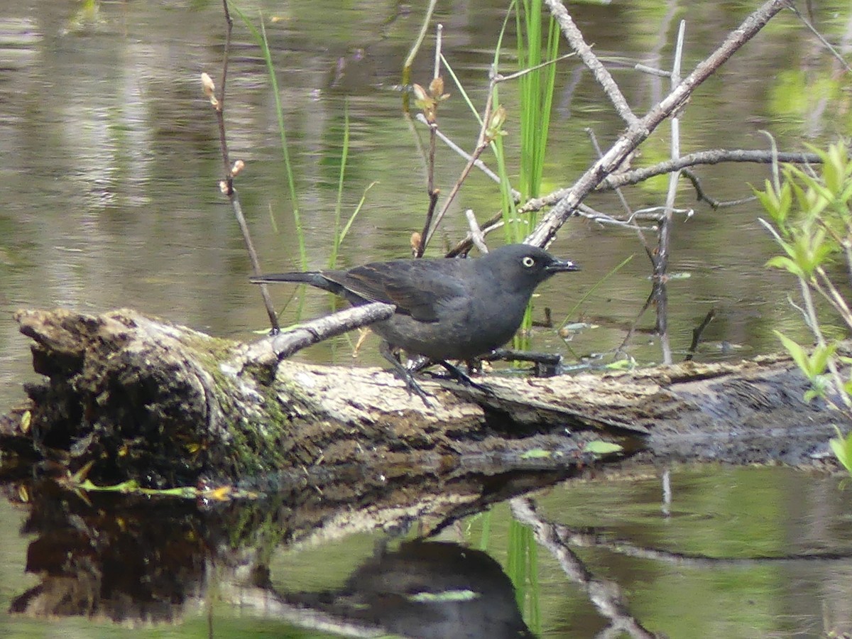 Rusty Blackbird - ML619725943