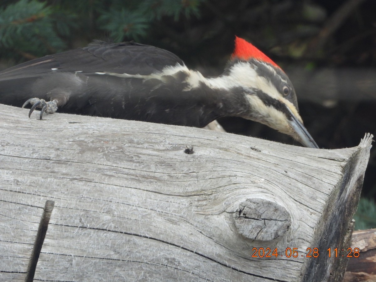 Pileated Woodpecker - 🦋Anne Gagnon🦋