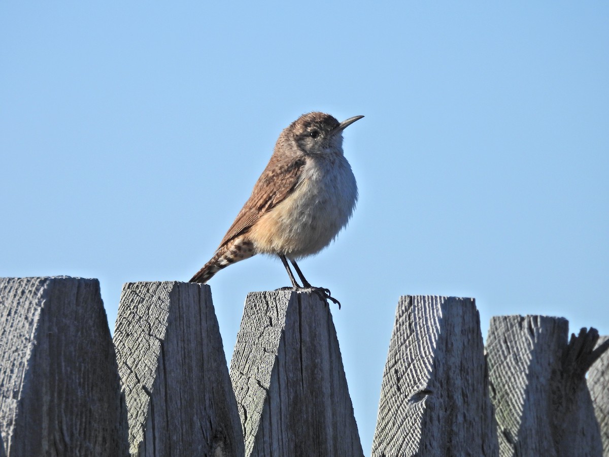 Rock Wren - ML619725958