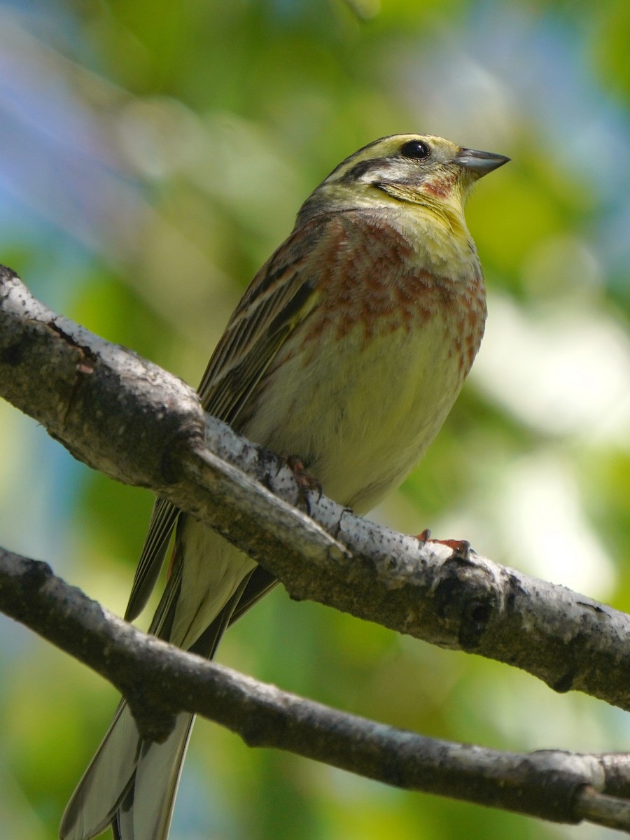 Yellowhammer x Pine Bunting (hybrid) - ML619725964