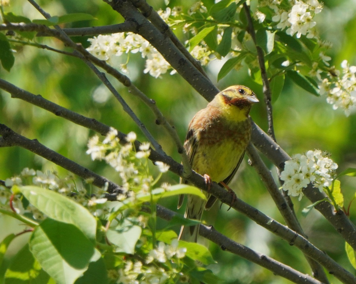 Yellowhammer x Pine Bunting (hybrid) - ML619725990