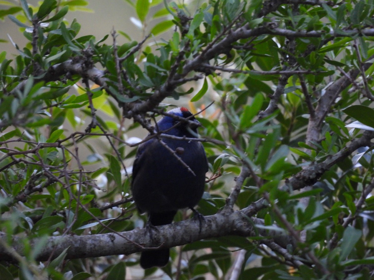 Diademed Tanager - ML619725994