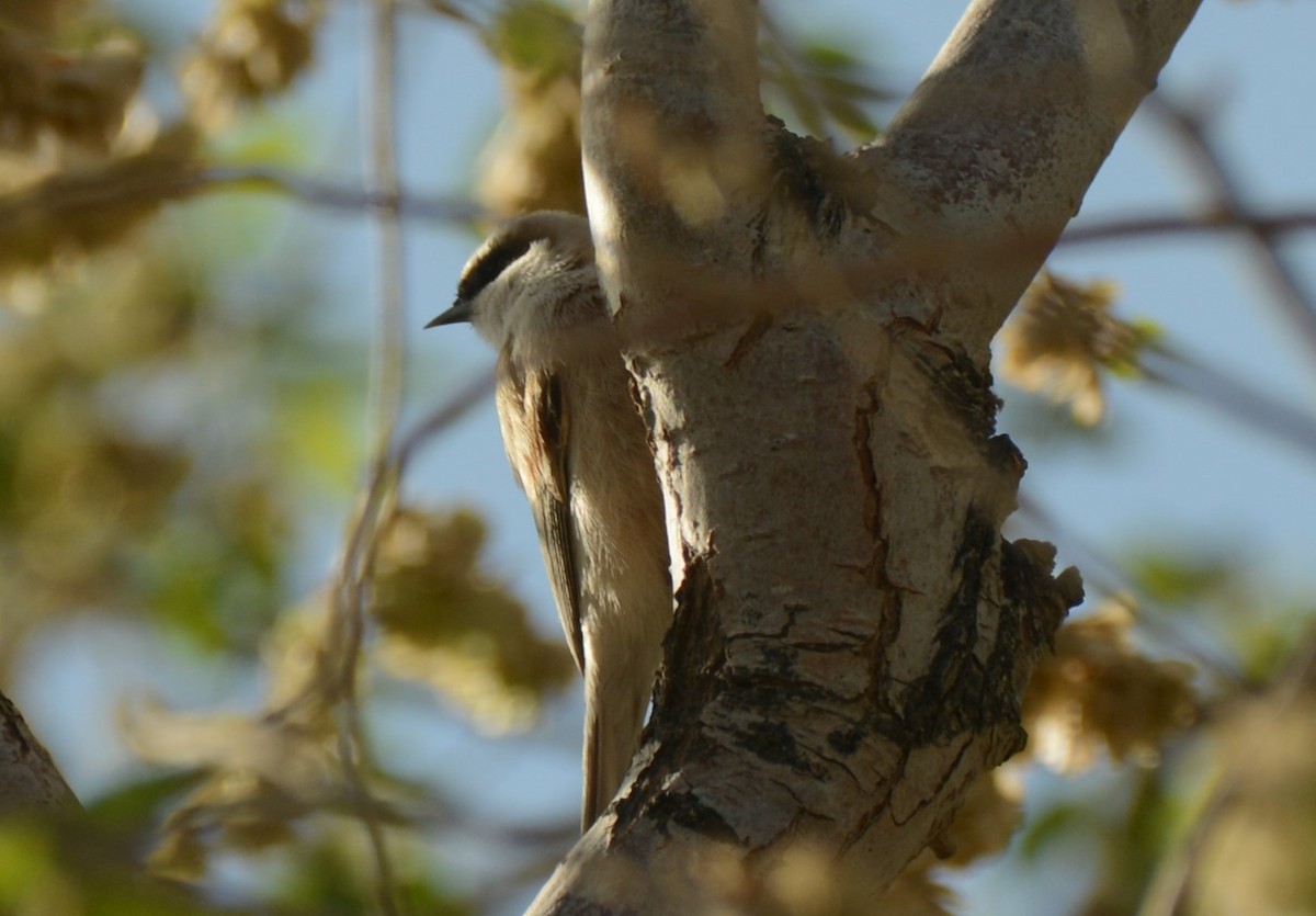 White-crowned Penduline-Tit - ML619726001