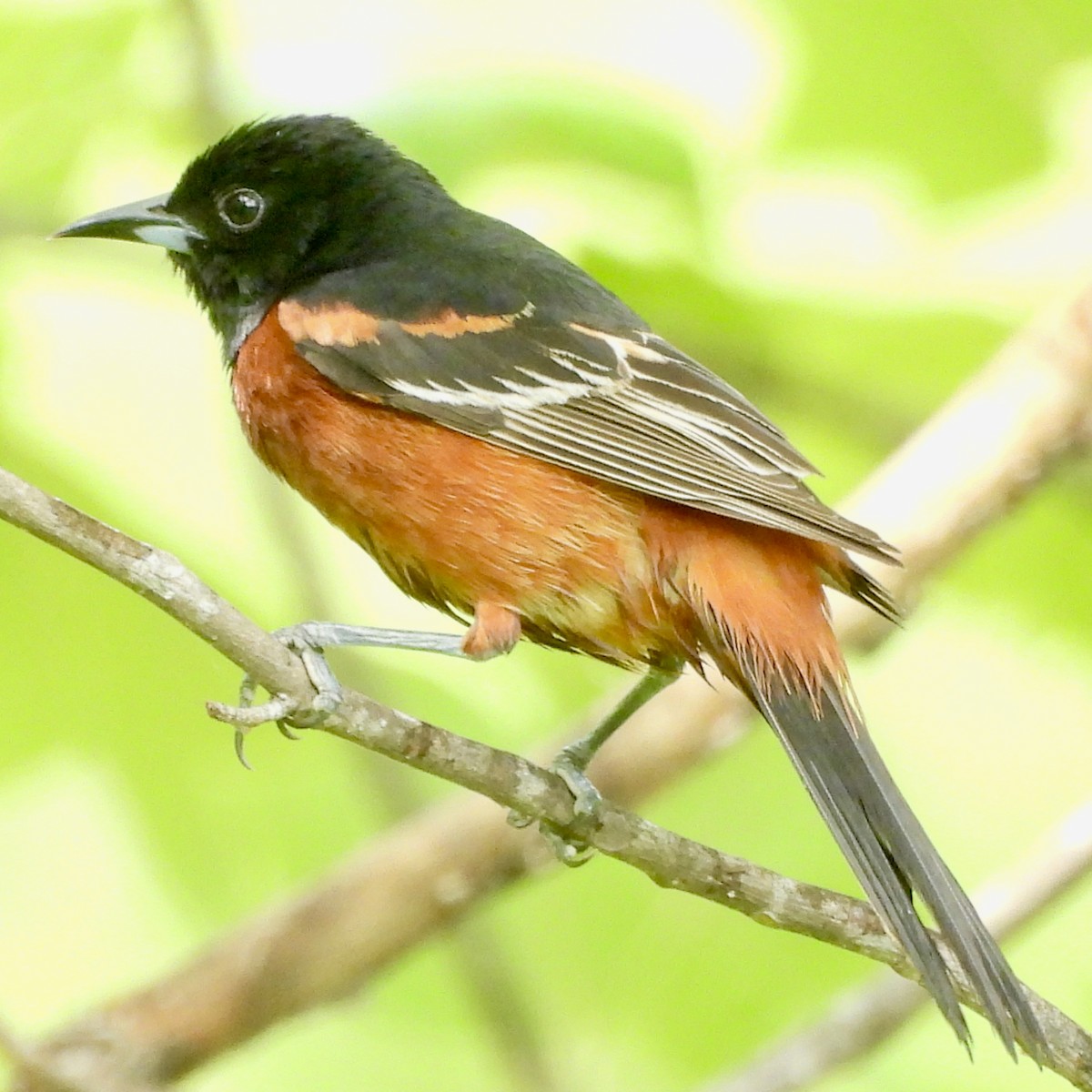 Orchard Oriole - ML619726026
