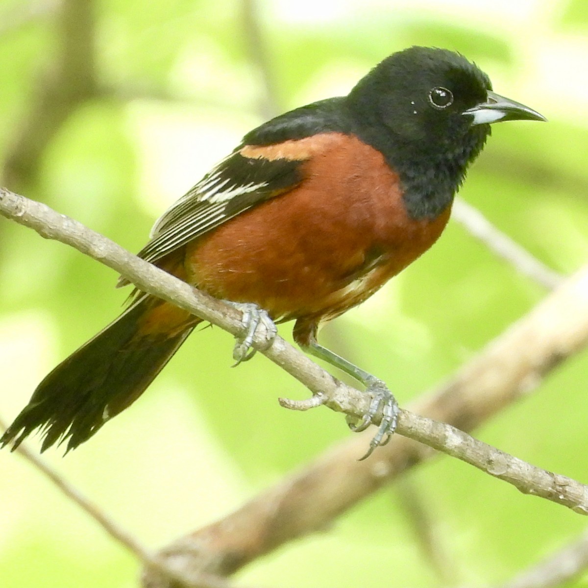 Orchard Oriole - Will Arditti