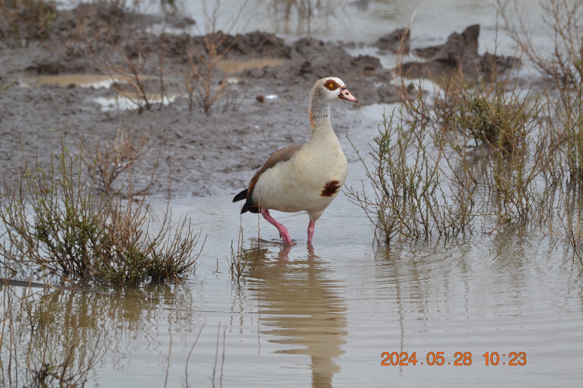 Egyptian Goose - ML619726037