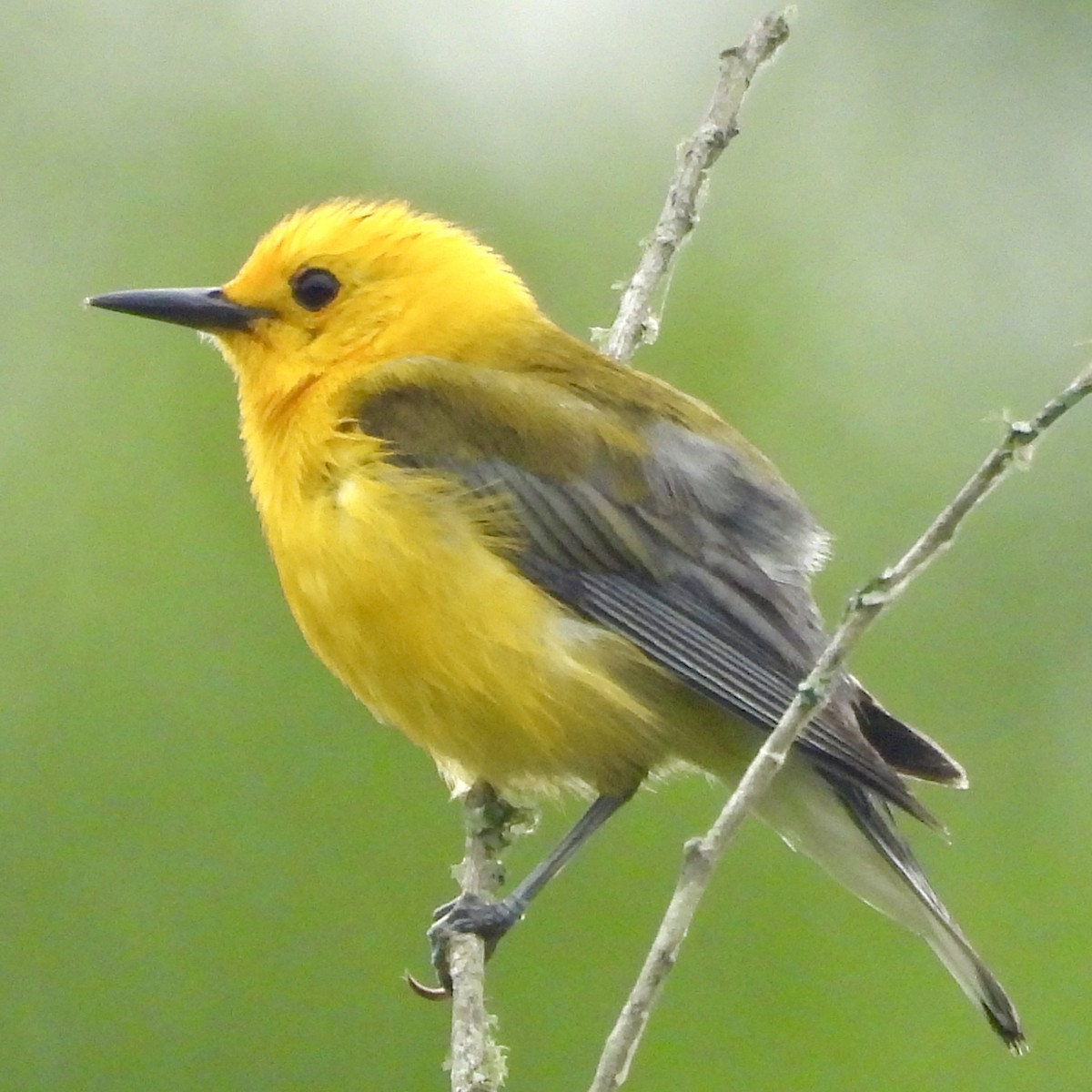 Prothonotary Warbler - ML619726039