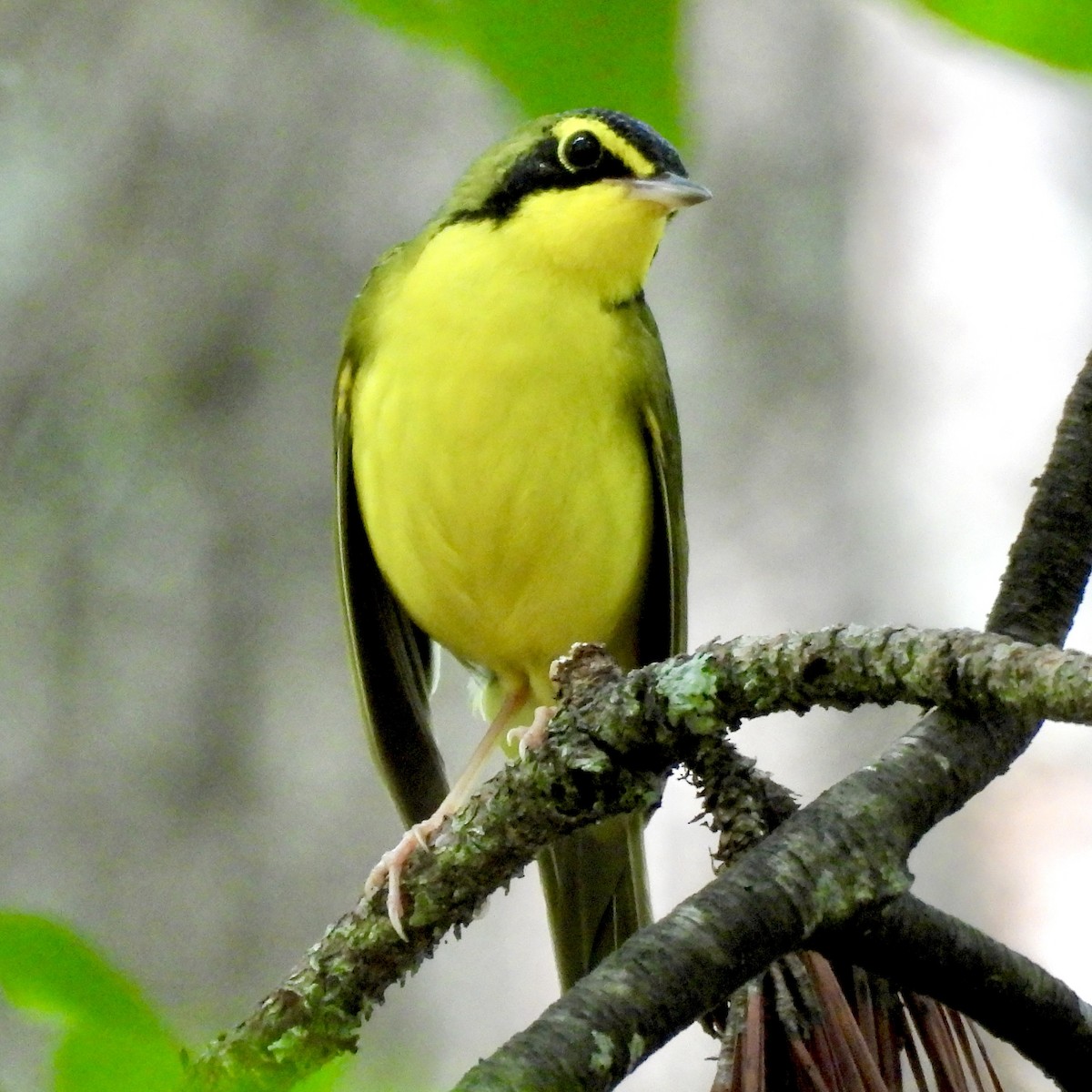 Kentucky Warbler - ML619726049