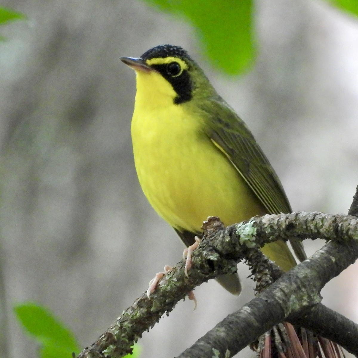 Kentucky Warbler - ML619726050