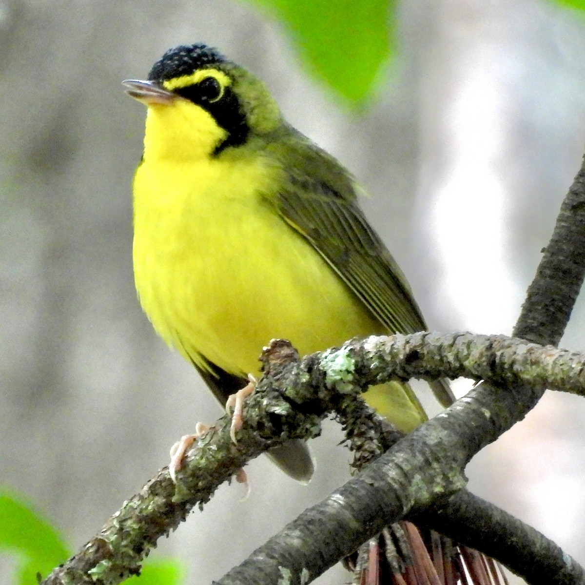 Kentucky Warbler - ML619726051