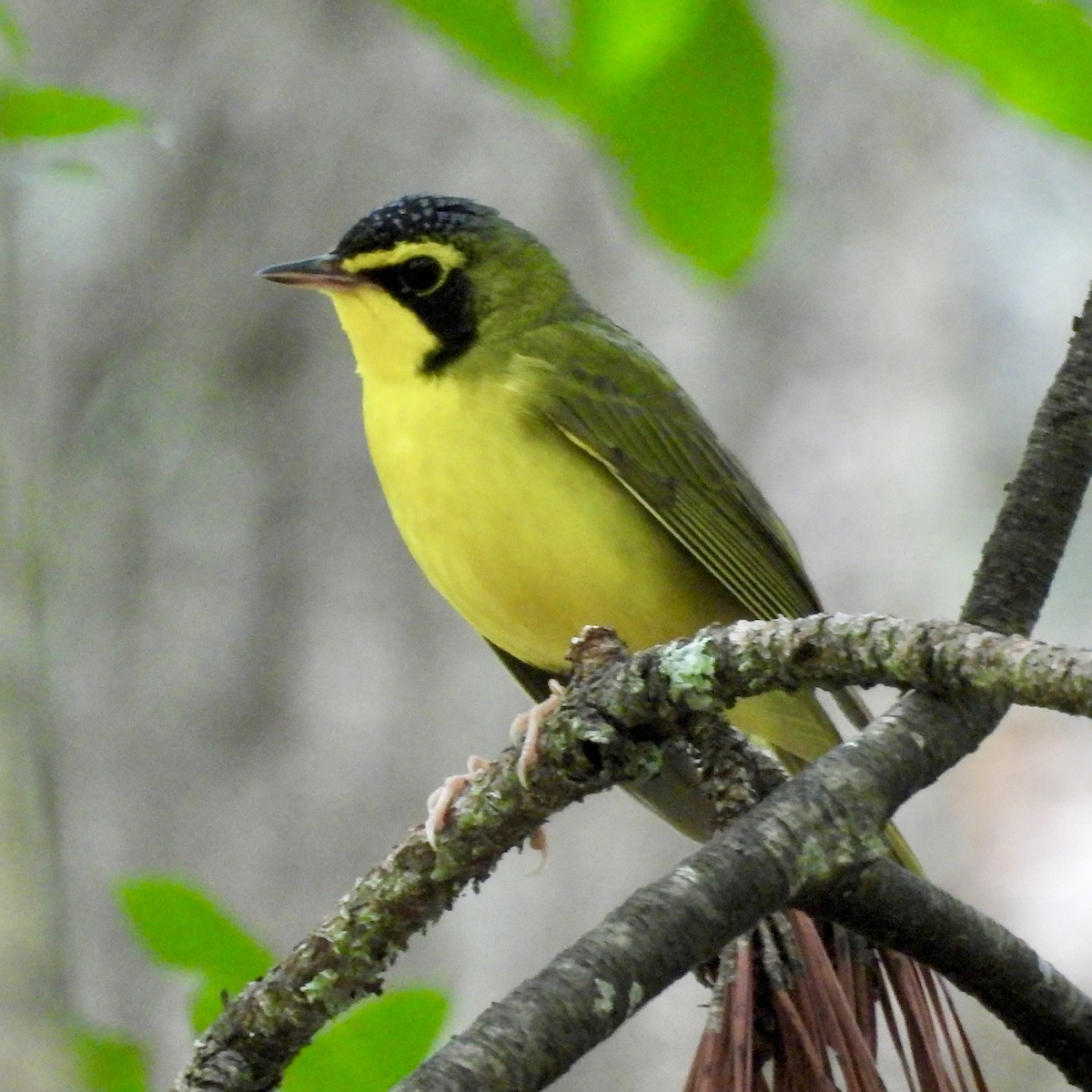 Kentucky Warbler - ML619726052