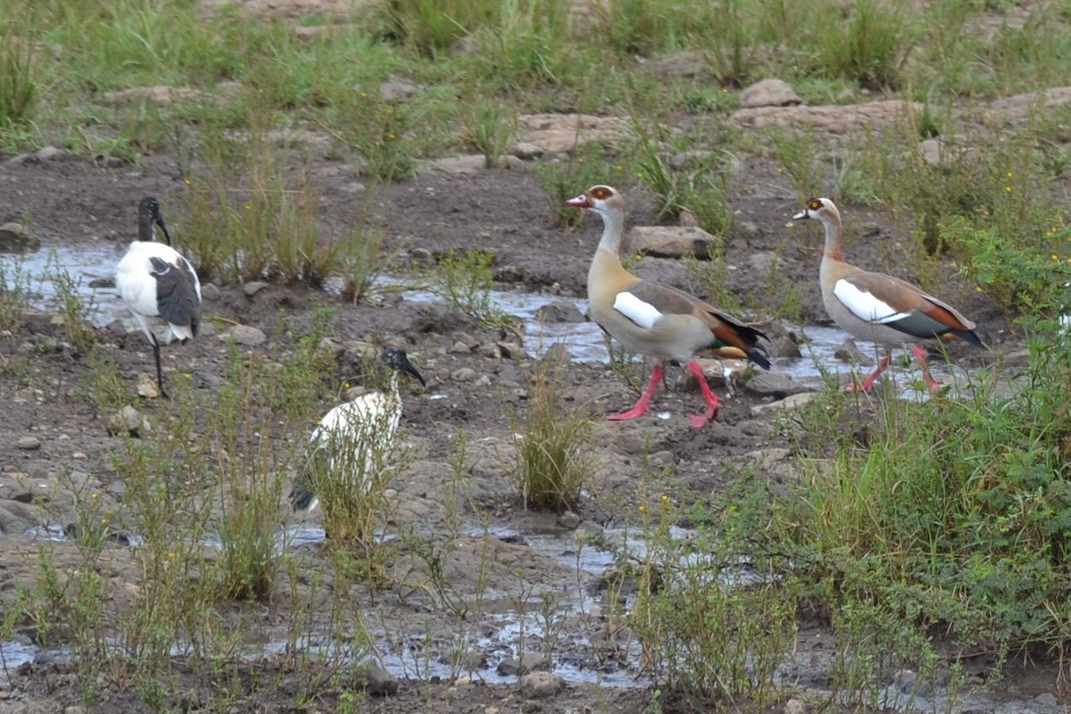 African Sacred Ibis - ML619726088