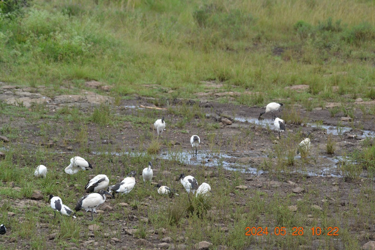 African Sacred Ibis - ML619726094